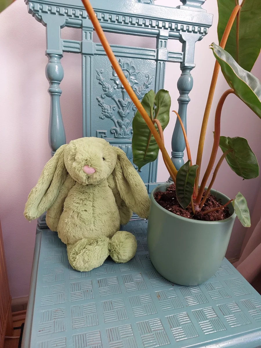 Lifestyle - Bashful Apple Bunny - Medium photo by beecee94