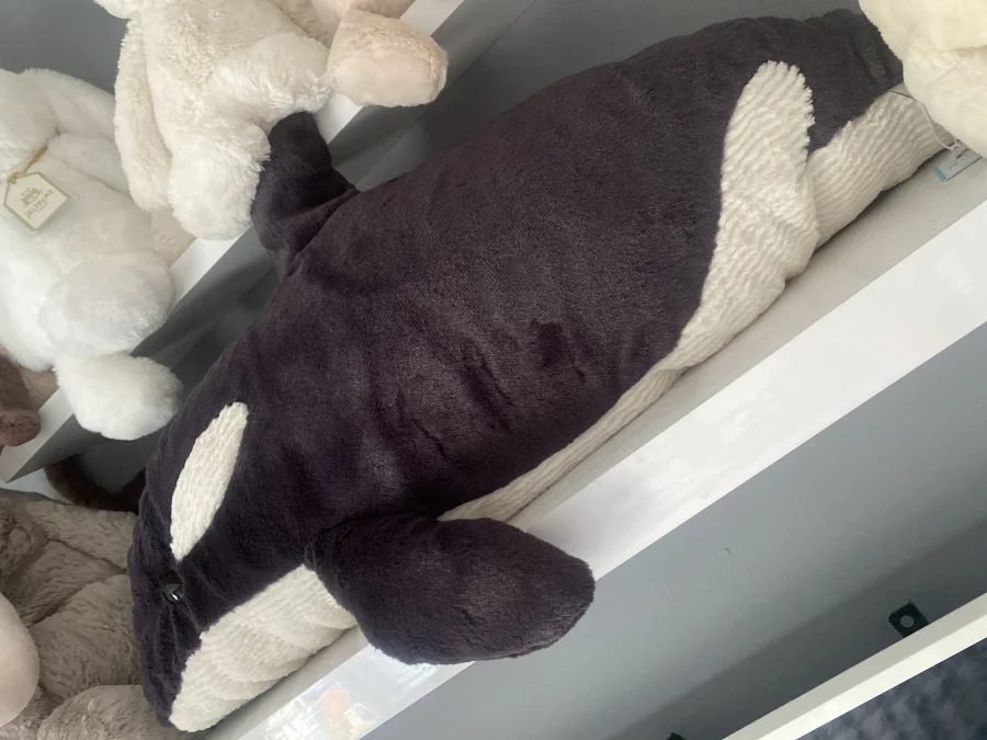 Front - Ollivander the Orca photo by celinebbyxo
