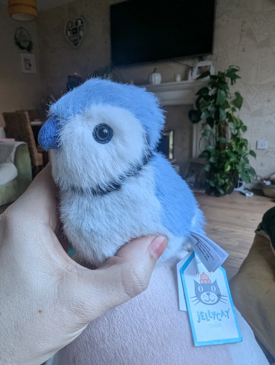 Front - Birdling Blue Jay photo by Robsyevs