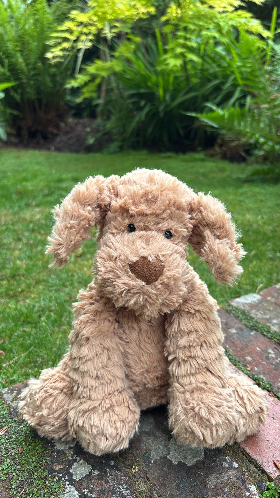 Front - Fuddlewuddle Puppy - Medium photo by Jelly_Journey