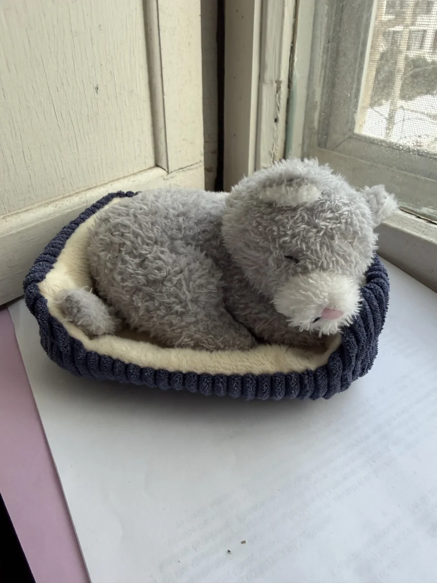 Front - Napping Nipper Cat photo by katsjellies