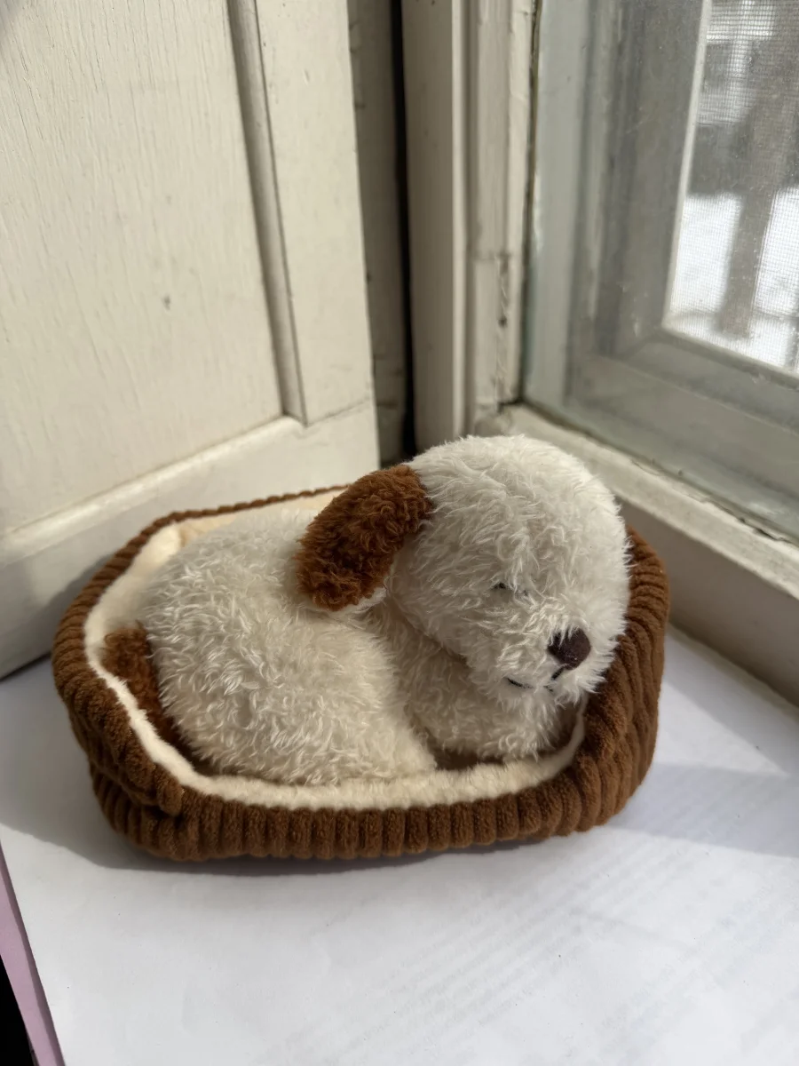 Front - Napping Nipper Dog photo by katsjellies