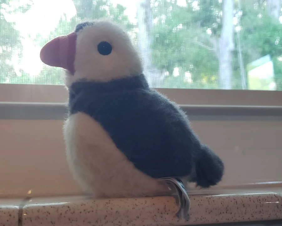 Front - Birdling Puffin photo by GatchamanReborn