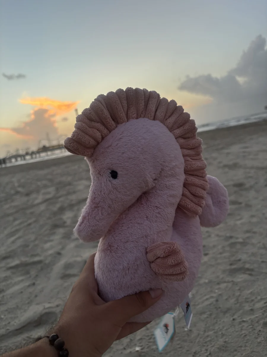 Lifestyle - Sienna Seahorse - Medium photo by Raxoj