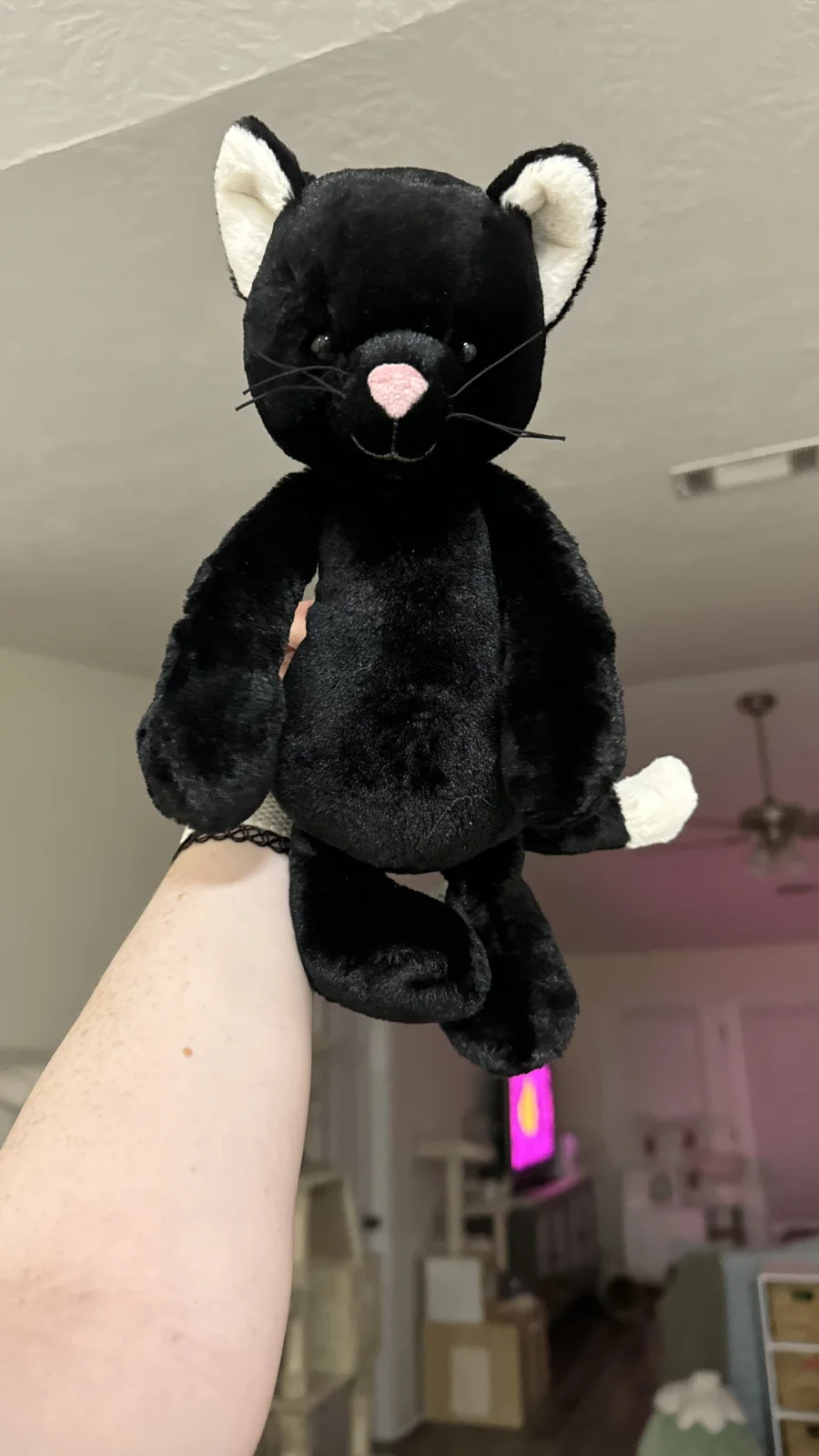 Front - Bashful Black Kitten photo by crim