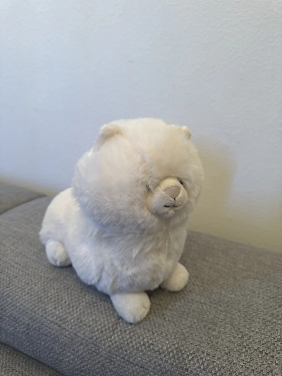 Front - Carissa Persian Cat photo by maryfrances23