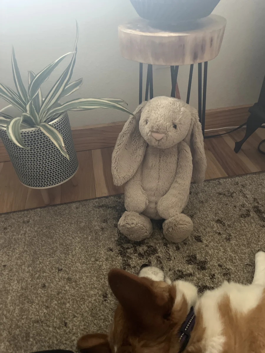 Lifestyle - Bashful Beige Bunny - Large photo by Bella_H
