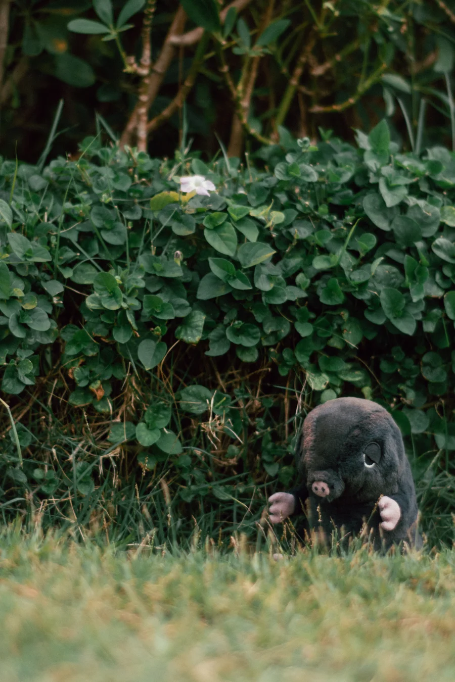 Lifestyle - Cuddlebud Morgan Mole photo by bonbon5669