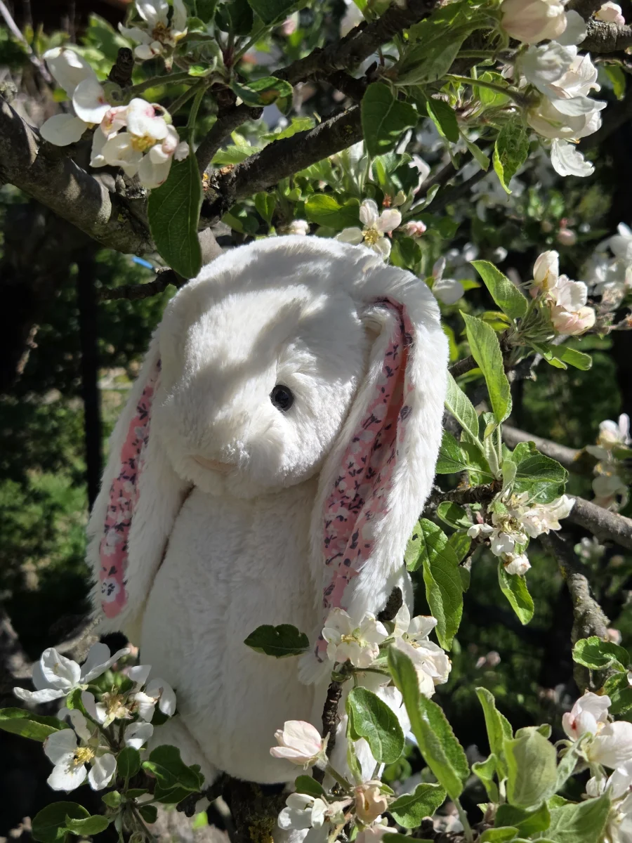 Side - Blossom Cherry Bunny - Medium photo by Eliza23