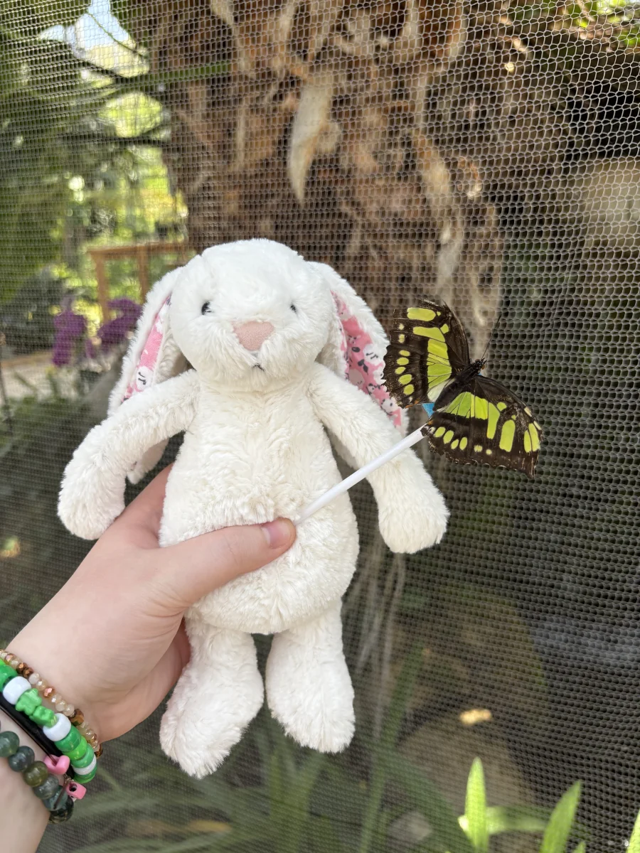 Front - Blossom Cherry Bunny - Little photo by olliejellies
