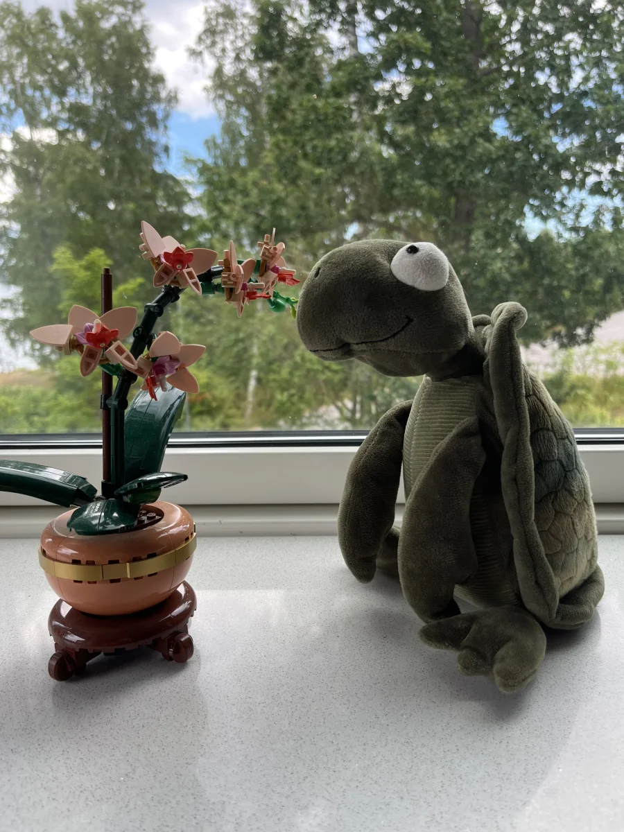 Side - Tommy Turtle photo by alicezall
