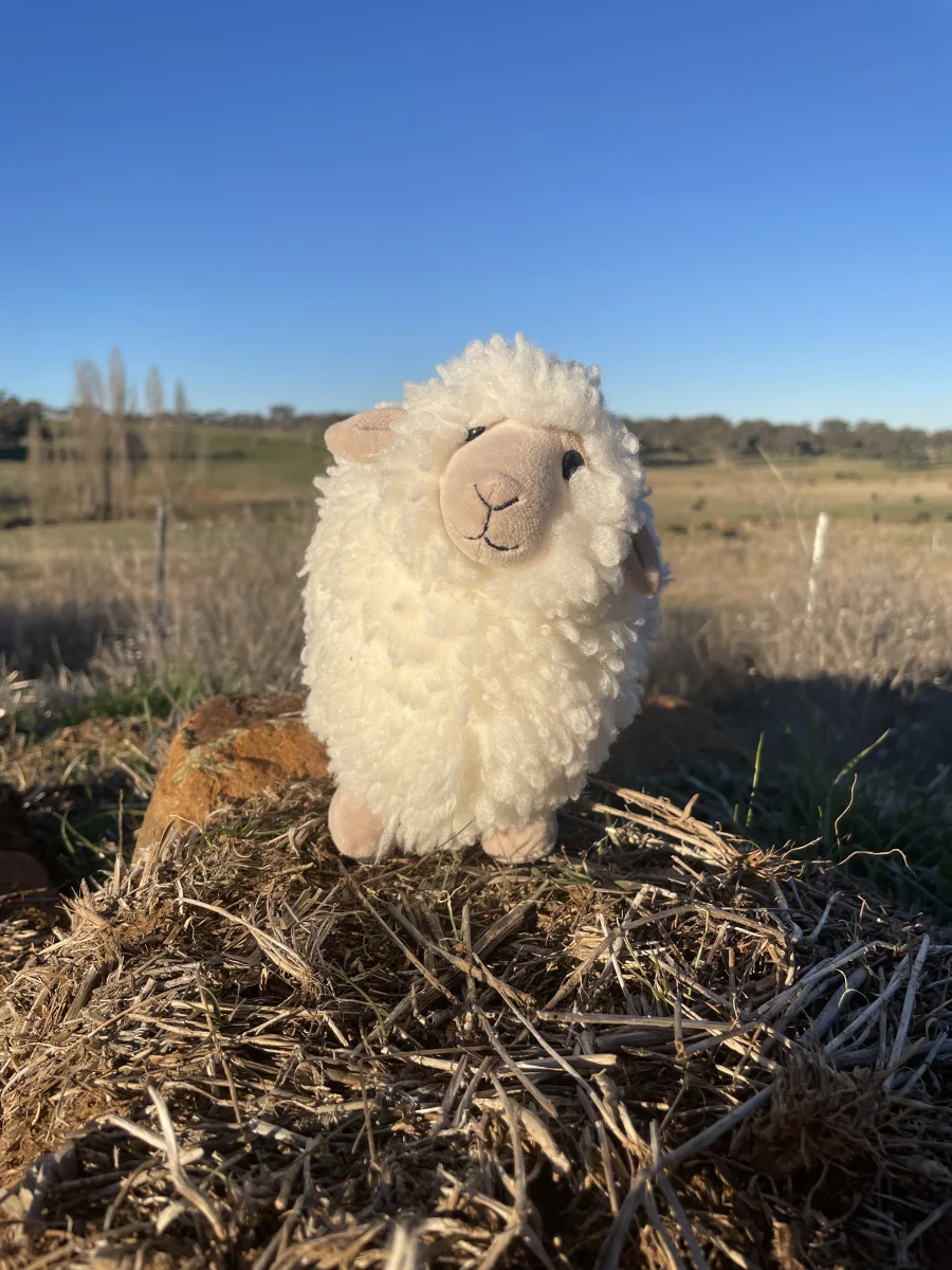 Front - Rolbie Sheep Cream - Medium photo by xoxjellycatsxox