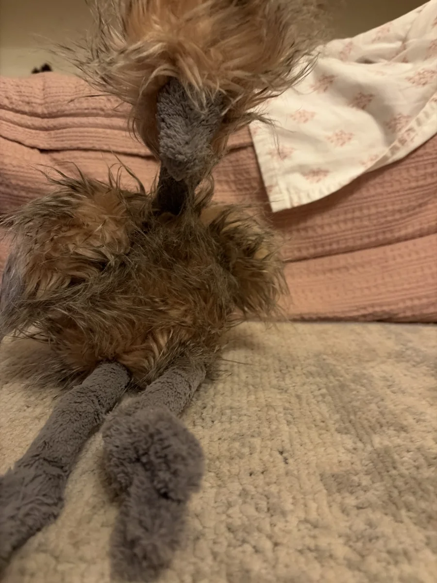 Front - Odette Ostrich photo by Theforeverlei