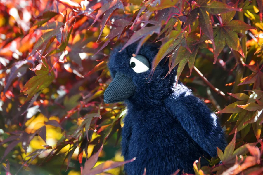Lifestyle - Hocus Crow photo by Vivi68