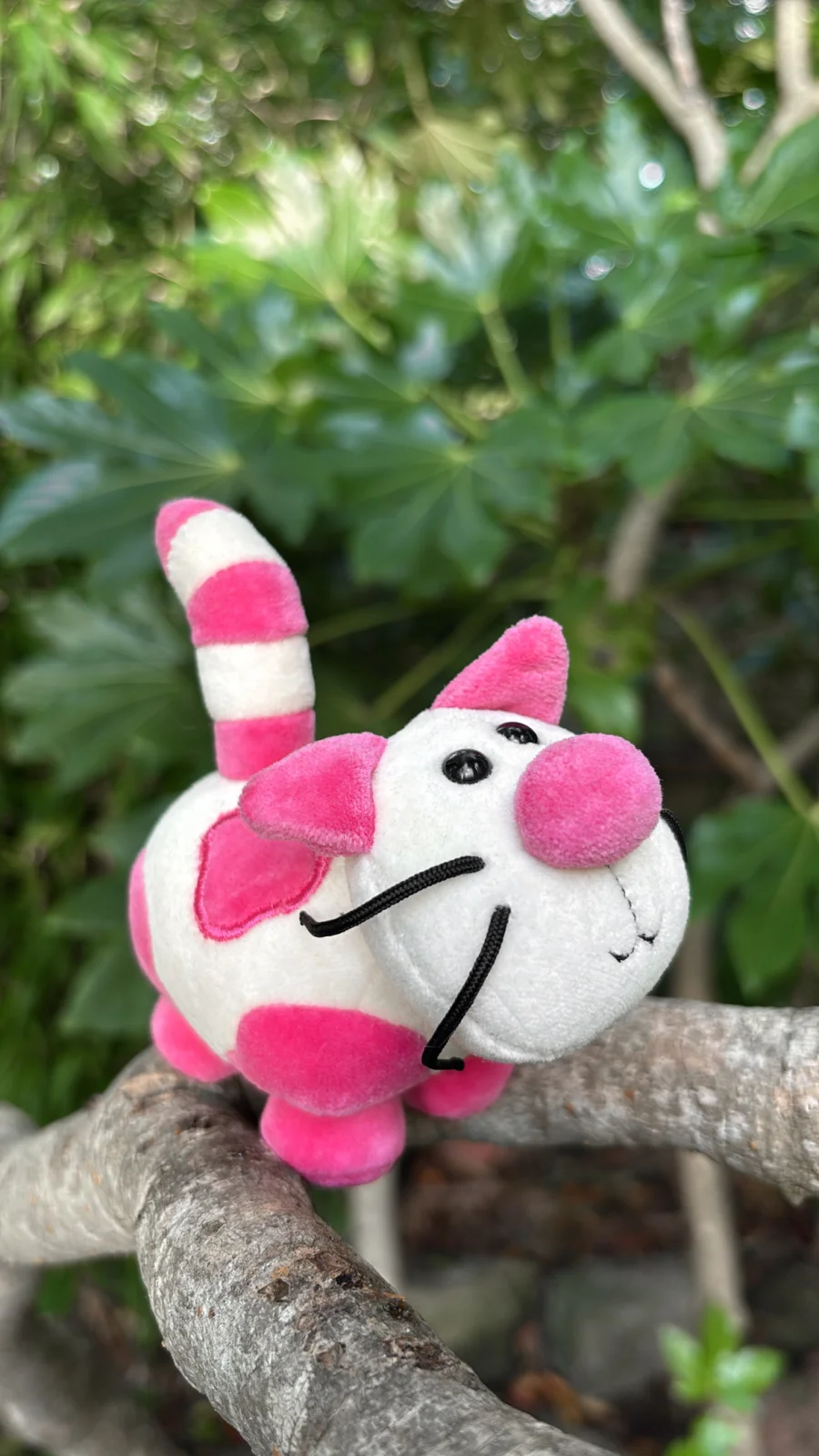 Front - Candy Crazy Cat photo by Jelly_Journey