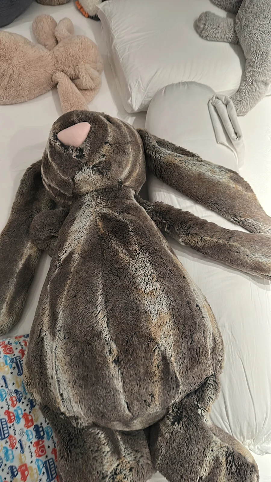 Front - Bashful Cottontail Bunny - Really Big photo by darius