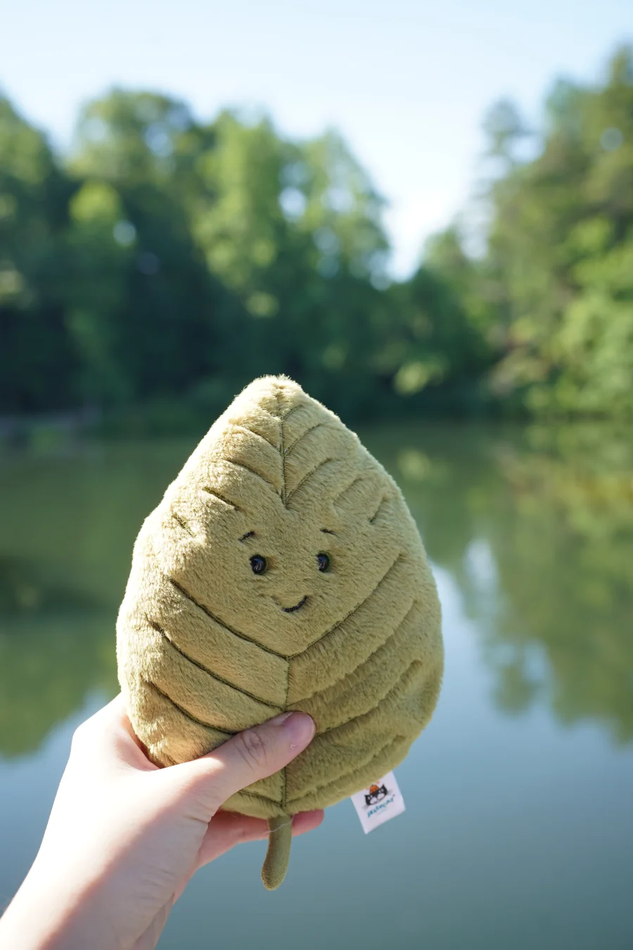 Front - Woodland Beech Tree Leaf - Small photo by purasara