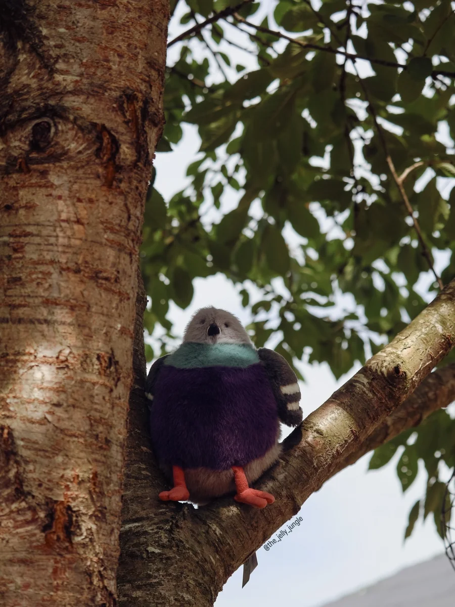 Lifestyle - Leicester Pigeon 🇬🇧  photo by the_jelly_jungle