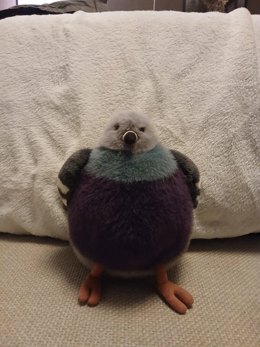 Front - Leicester Pigeon 🇬🇧  photo by Cuddleplushie1