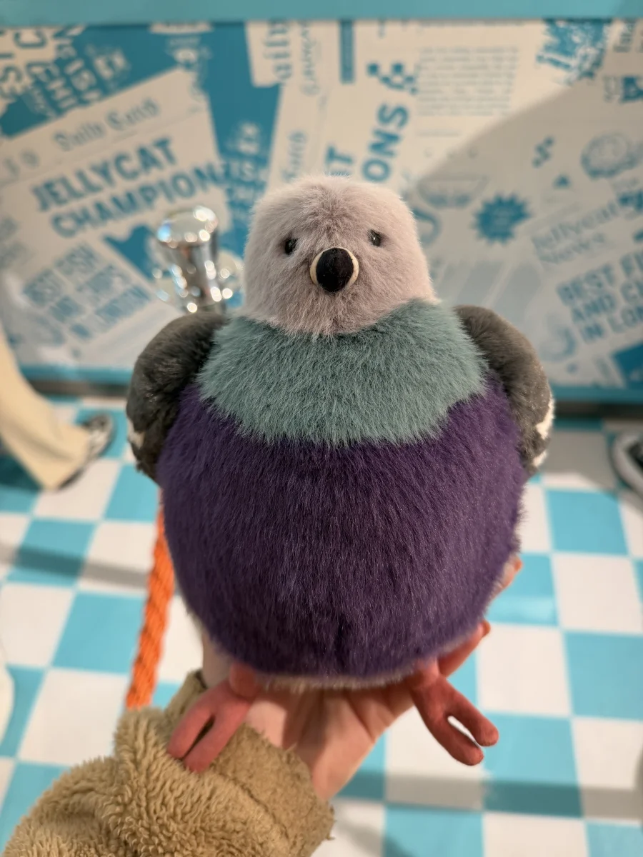 Front - Leicester Pigeon 🇬🇧  photo by daisymay02