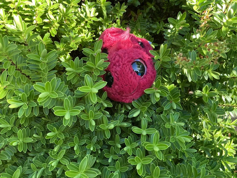 Front - Frizzles Ladybird photo by jellyelly23
