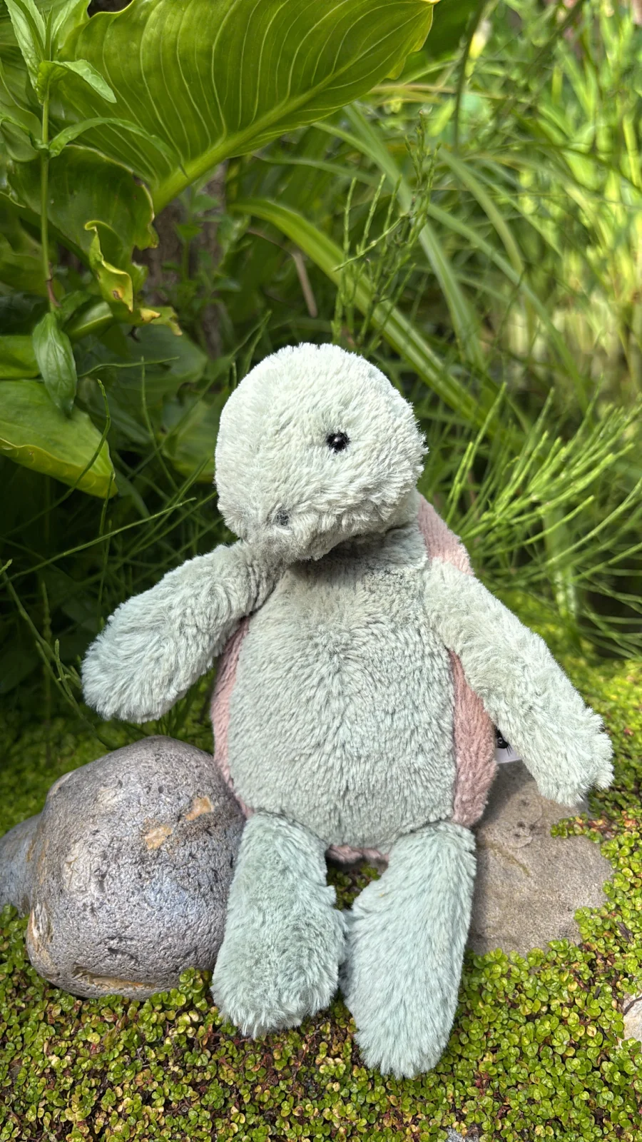 Front - Bashful Turtle - Small photo by Jelly_Journey