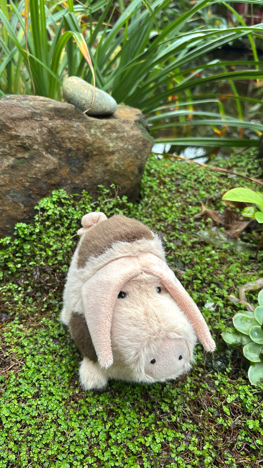 Front - Higgledy Piggledy Old Spot Pig - Small photo by Jelly_Journey