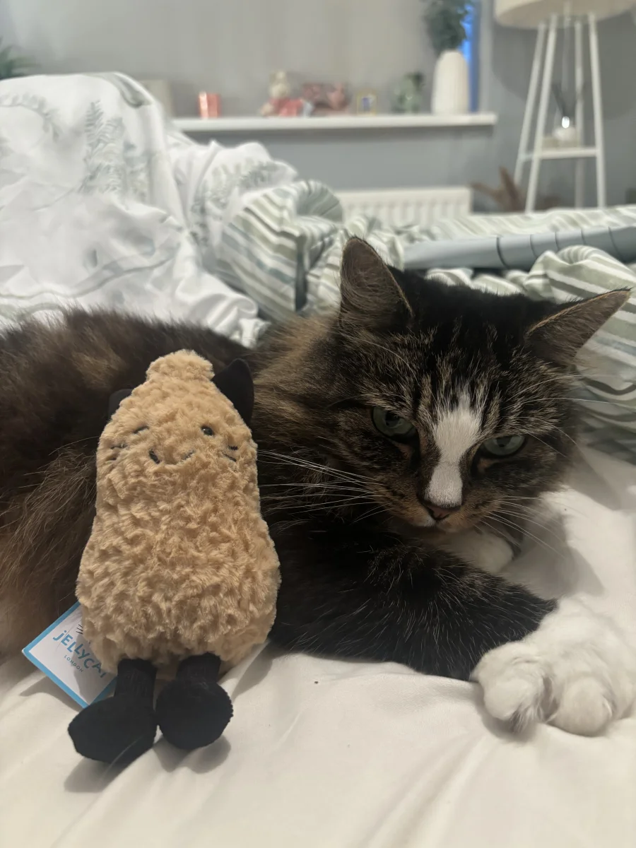 Amuseables Peanut Cat Outfit Jellycat Photo by ellyxcats | Jelly