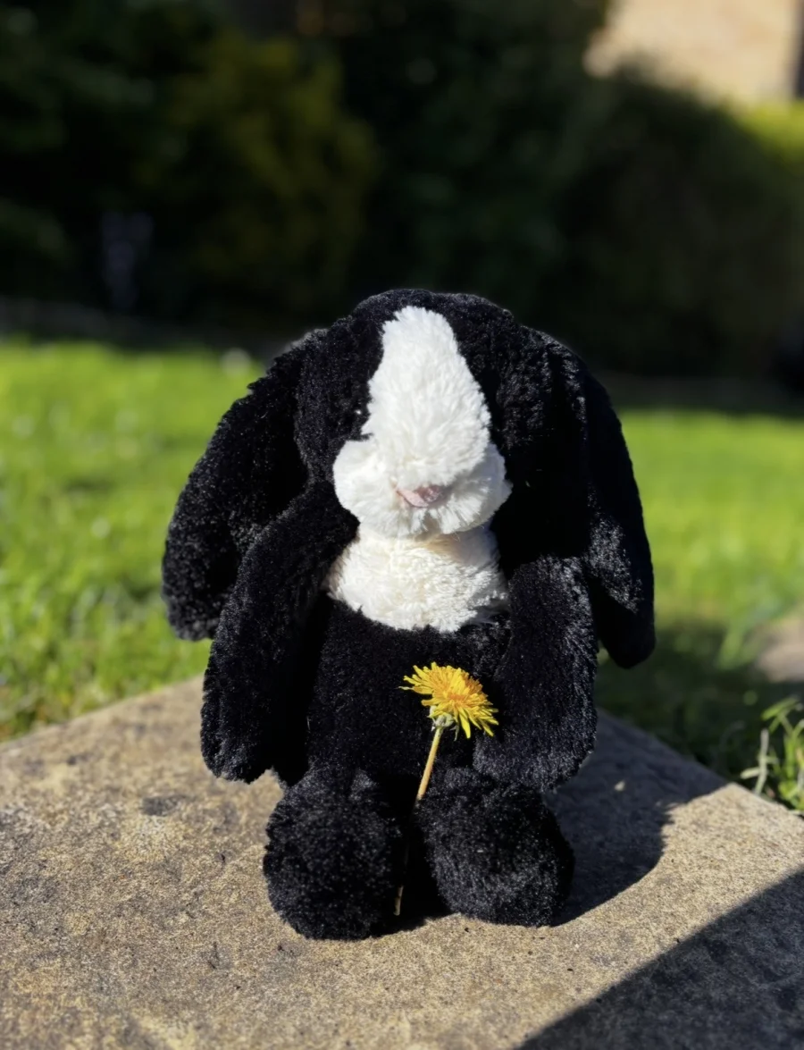 Front - Bashful Dutch Bunny - Medium photo by lottylovesjellycats