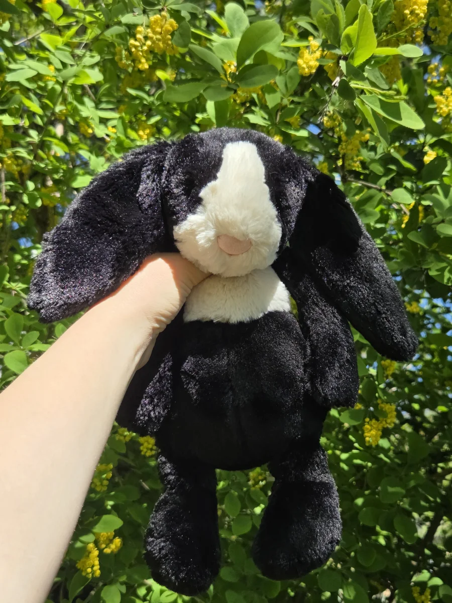 Front - Bashful Dutch Bunny - Medium photo by Eliza23