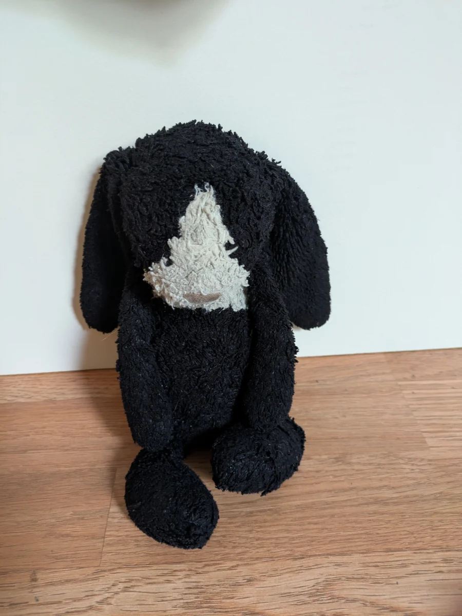 Front - Bashful Dutch Bunny - Medium photo by iwuvbuny7