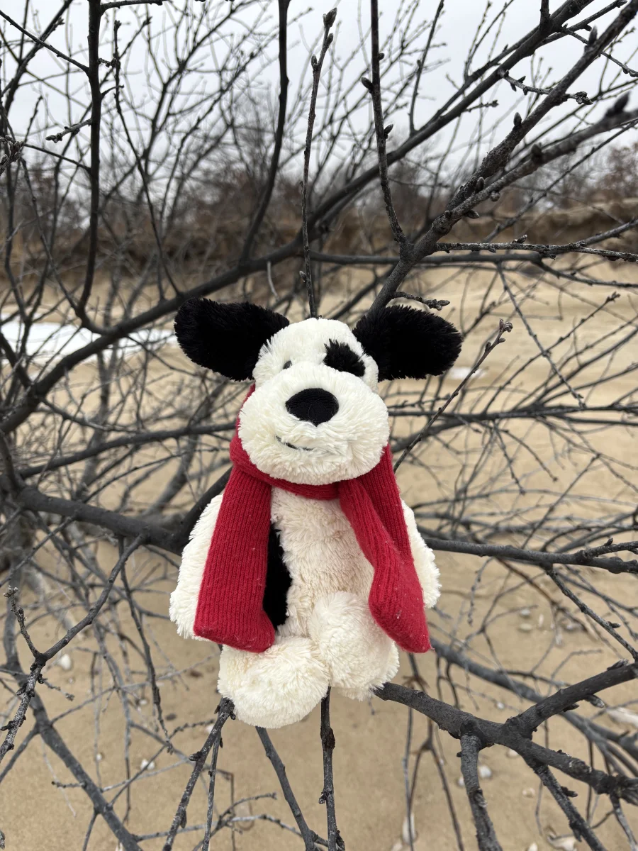 Front - Bashful Winter Puppy photo by olliejellies