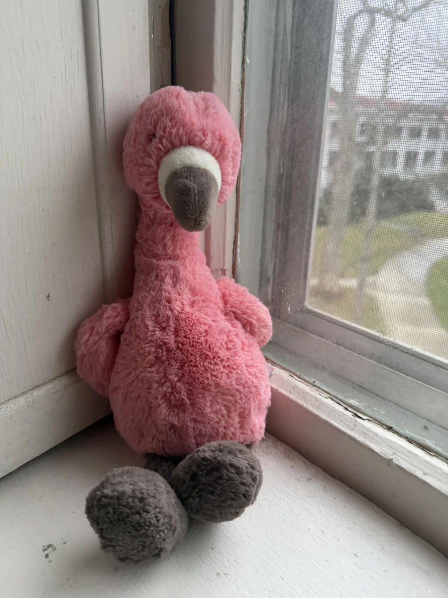 Front - Bashful Flamingo photo by katsjellies