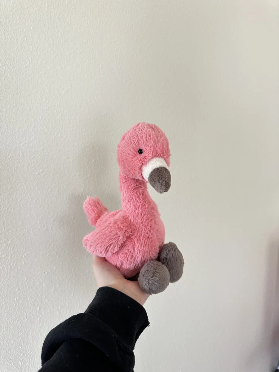 Front - Bashful Flamingo photo by JodysJellies