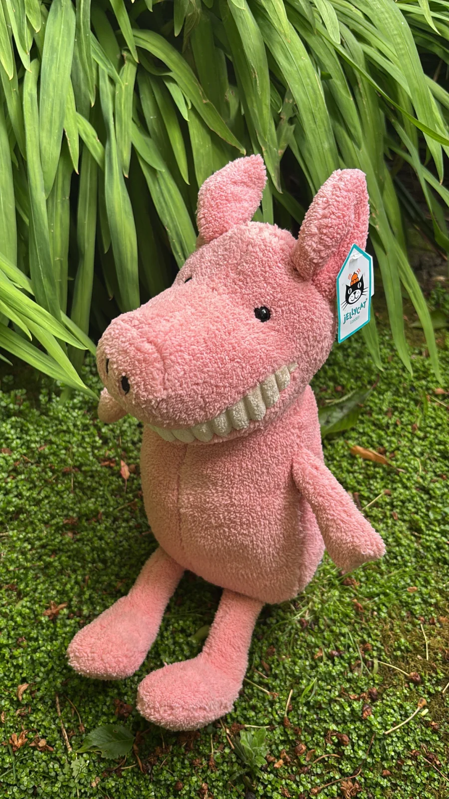 Front - Toothy Pig photo by Jelly_Journey
