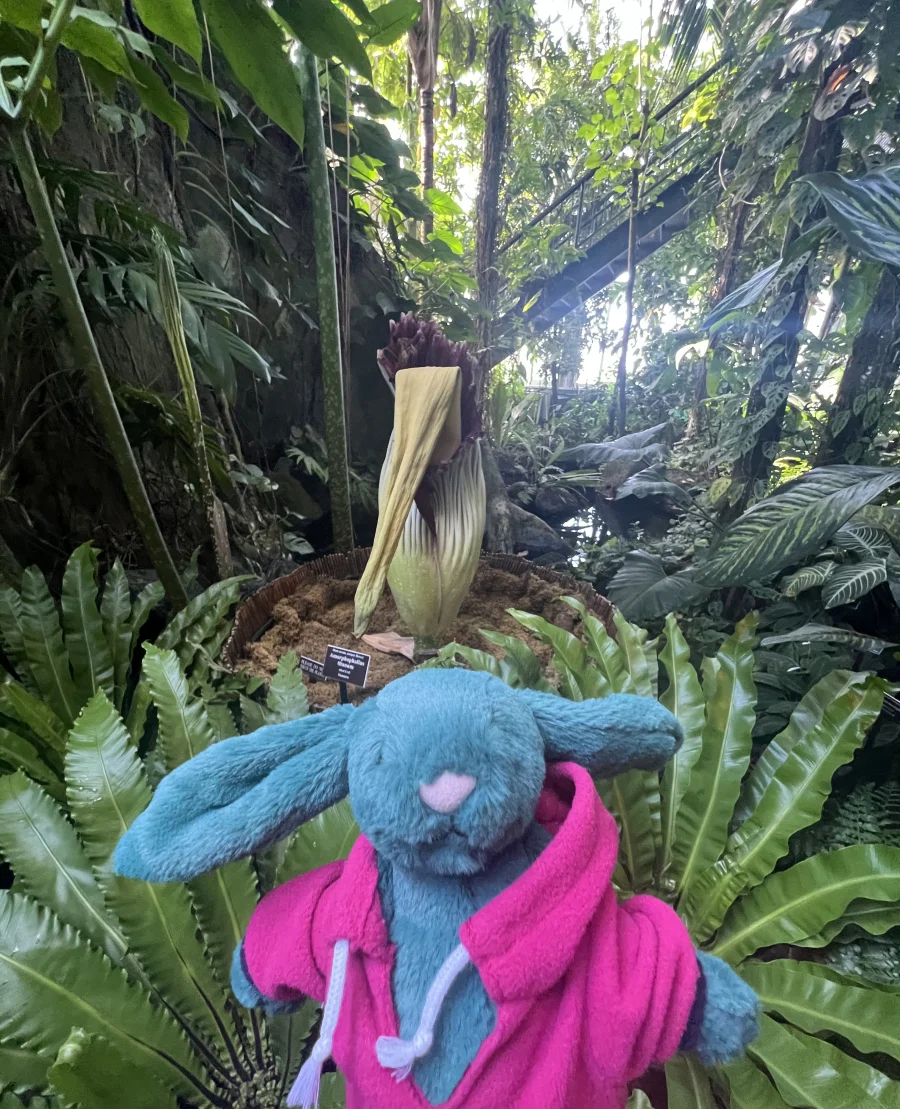 Lifestyle - Bashful Teal Bunny photo by travelerstoys