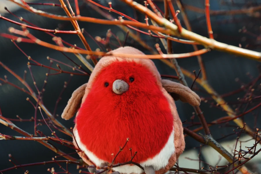 Lifestyle - Plum Robin photo by Vivi68