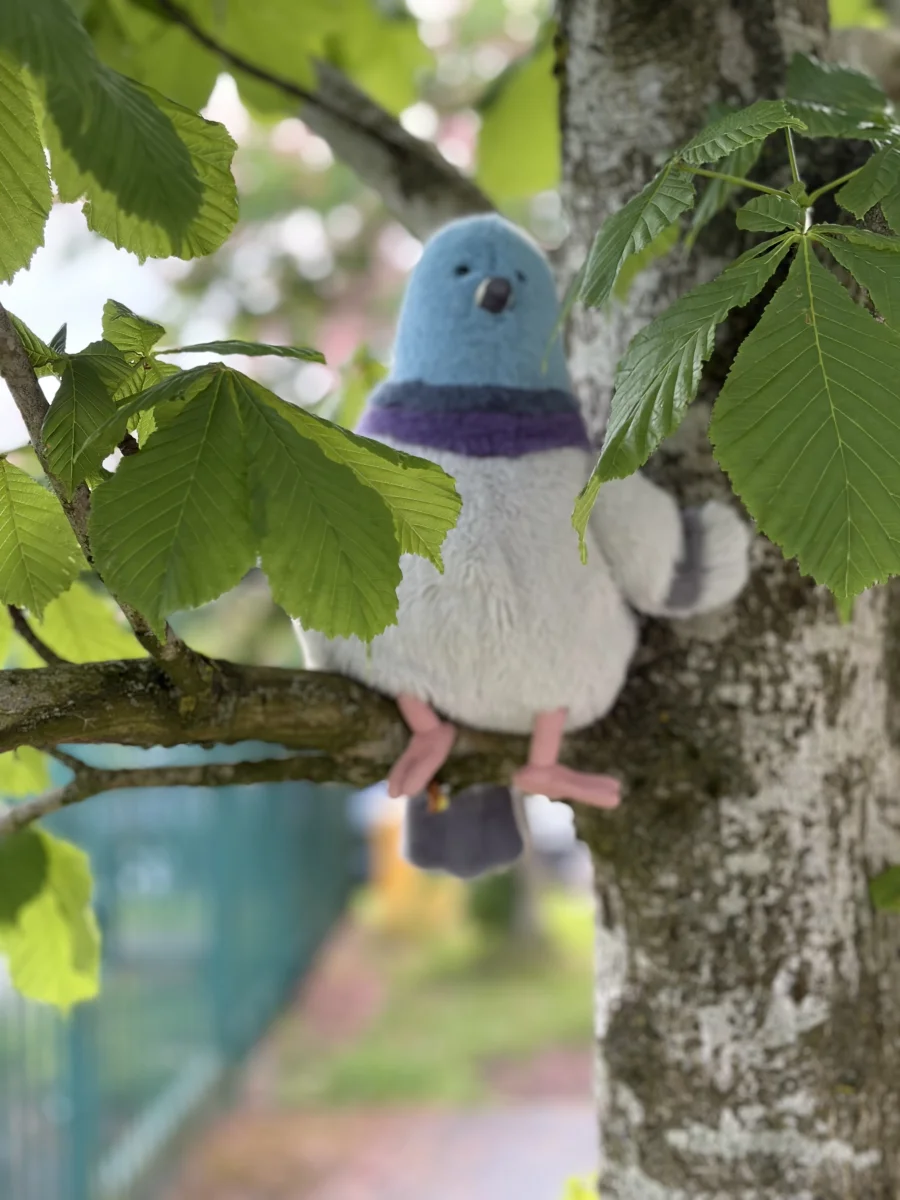 Lifestyle - Strutton Pigeon 🇺🇸 photo by Jellycatking