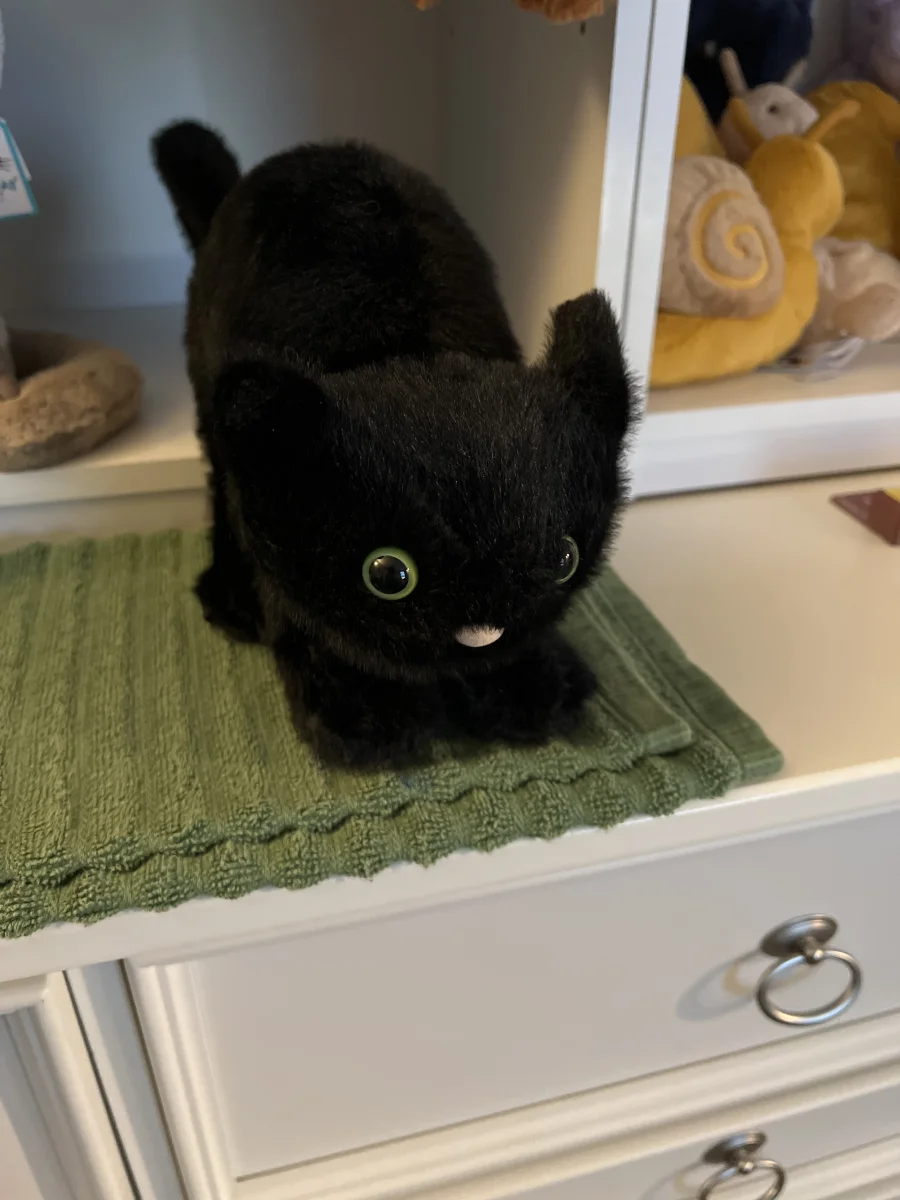 Front - Spookipaws Cat photo by Micah_Mooks102