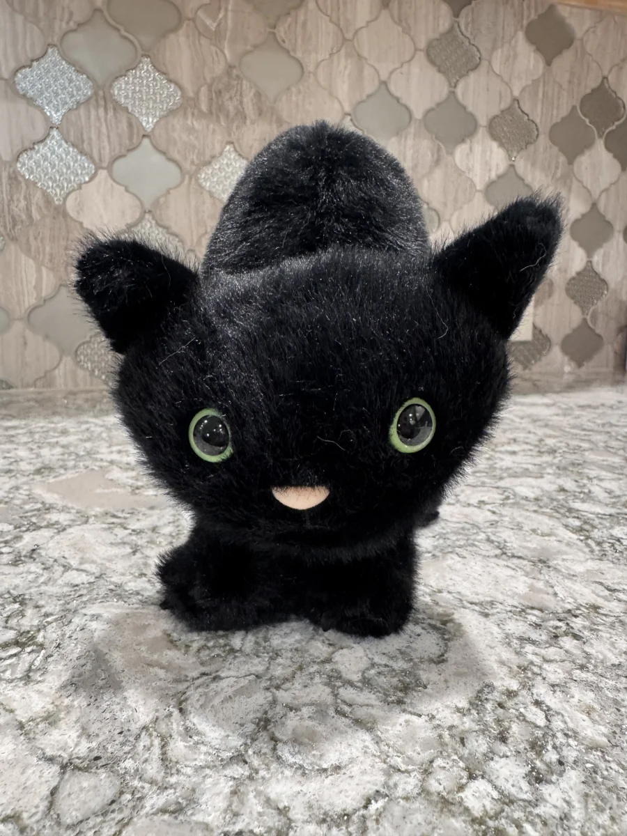 Front - Spookipaws Cat photo by SnowLeopard821