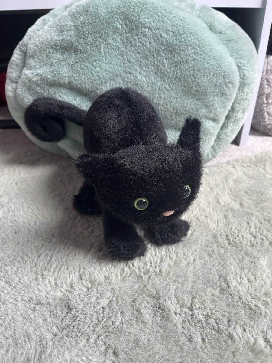 Front - Spookipaws Cat photo by Lucia_123