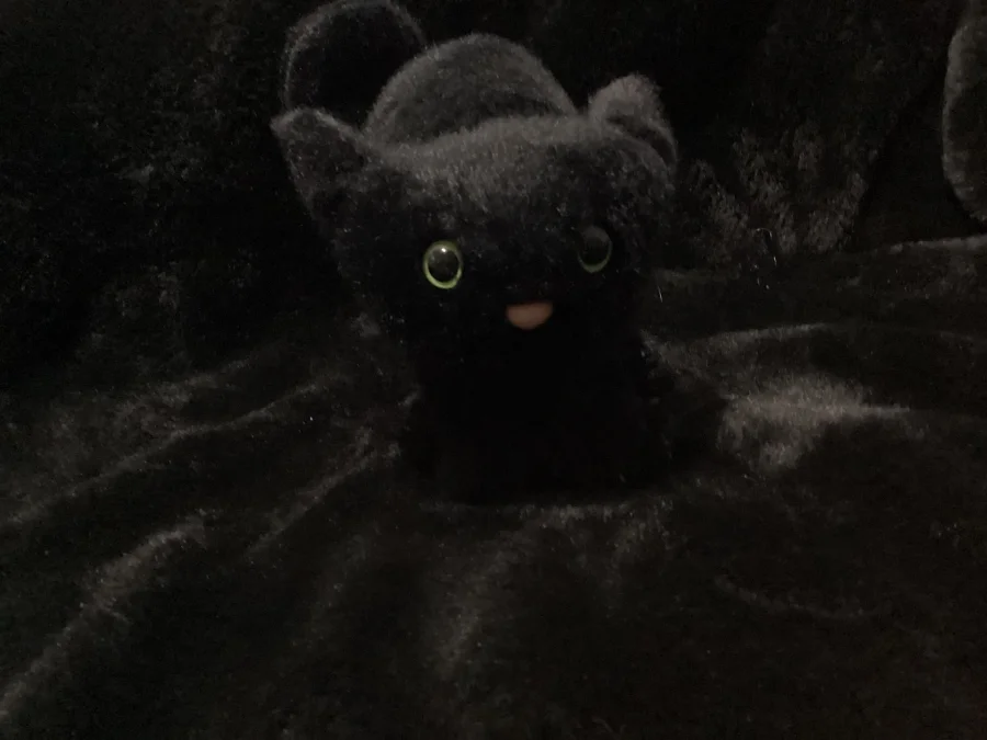 Front - Spookipaws Cat photo by Jellybunnys1984