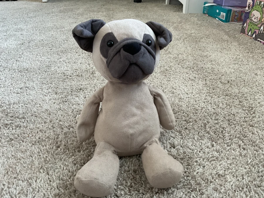 Front - Pablo Pug photo by bellaaaaaaaaaa