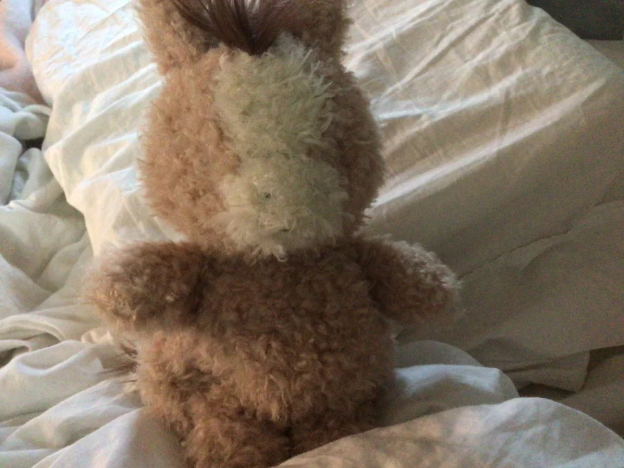 Front - Little Horse photo by SadieBrawr