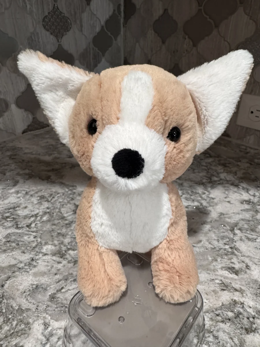 Front - Isobel Chihuahua photo by SnowLeopard821