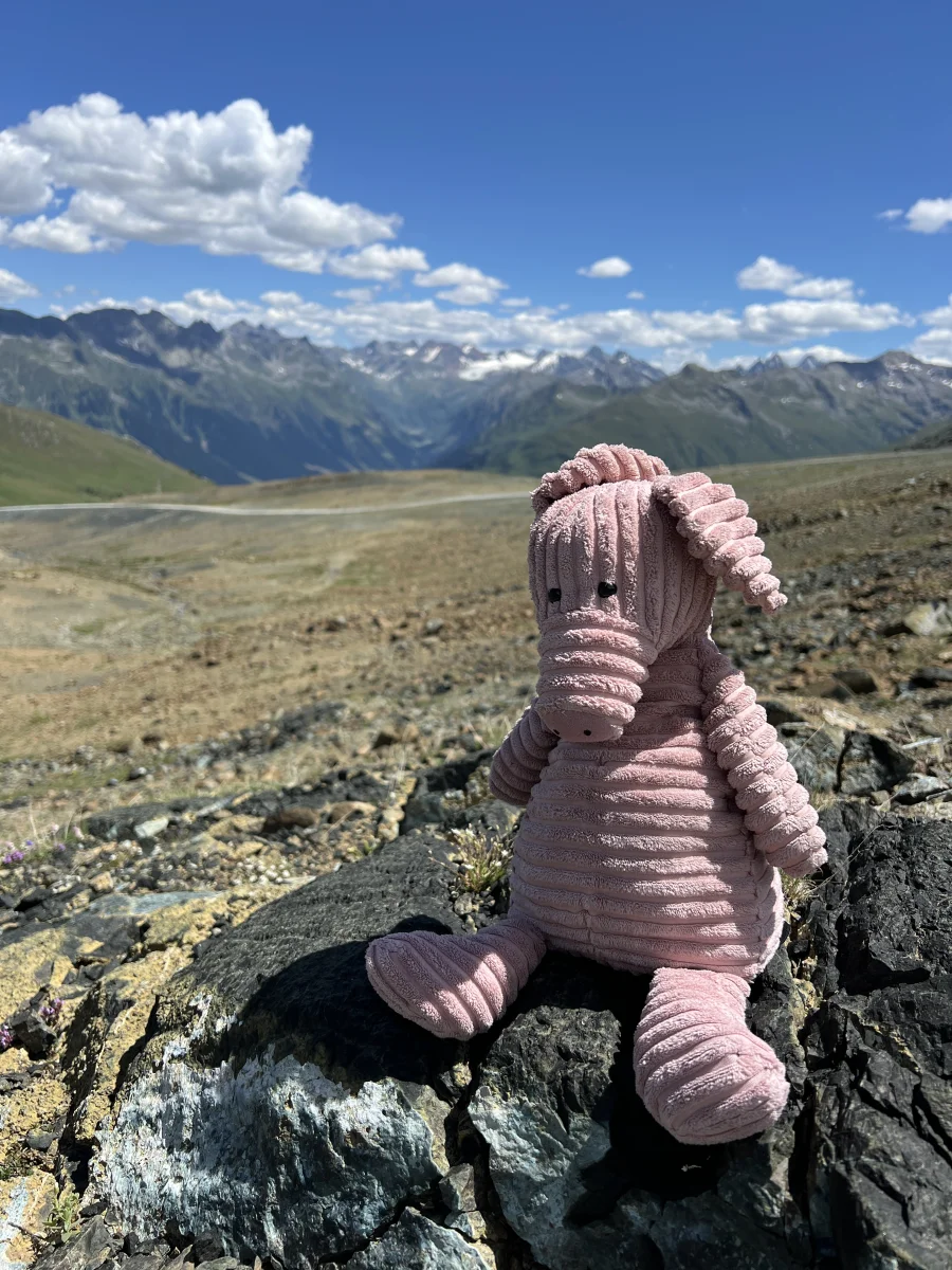 Lifestyle - Cordy Roy Pig - Medium photo by Sniff