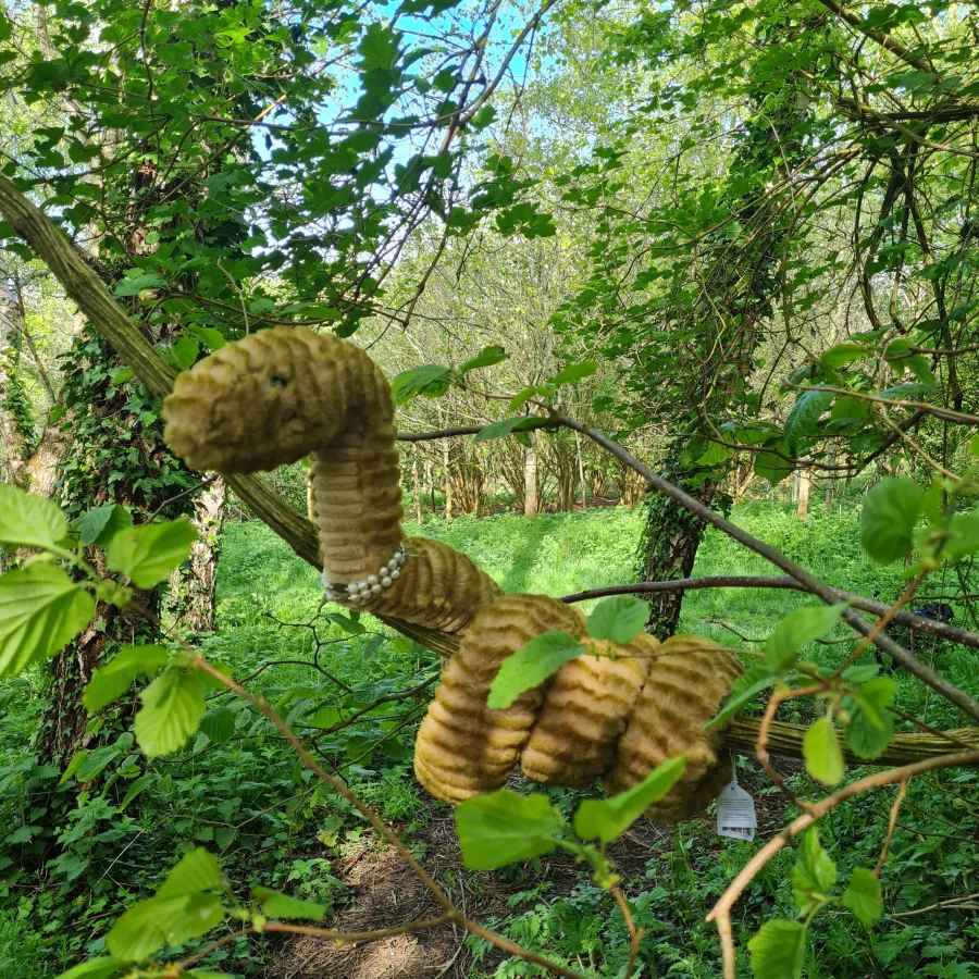 Front - Slither Snake photo by Ebranagh1986