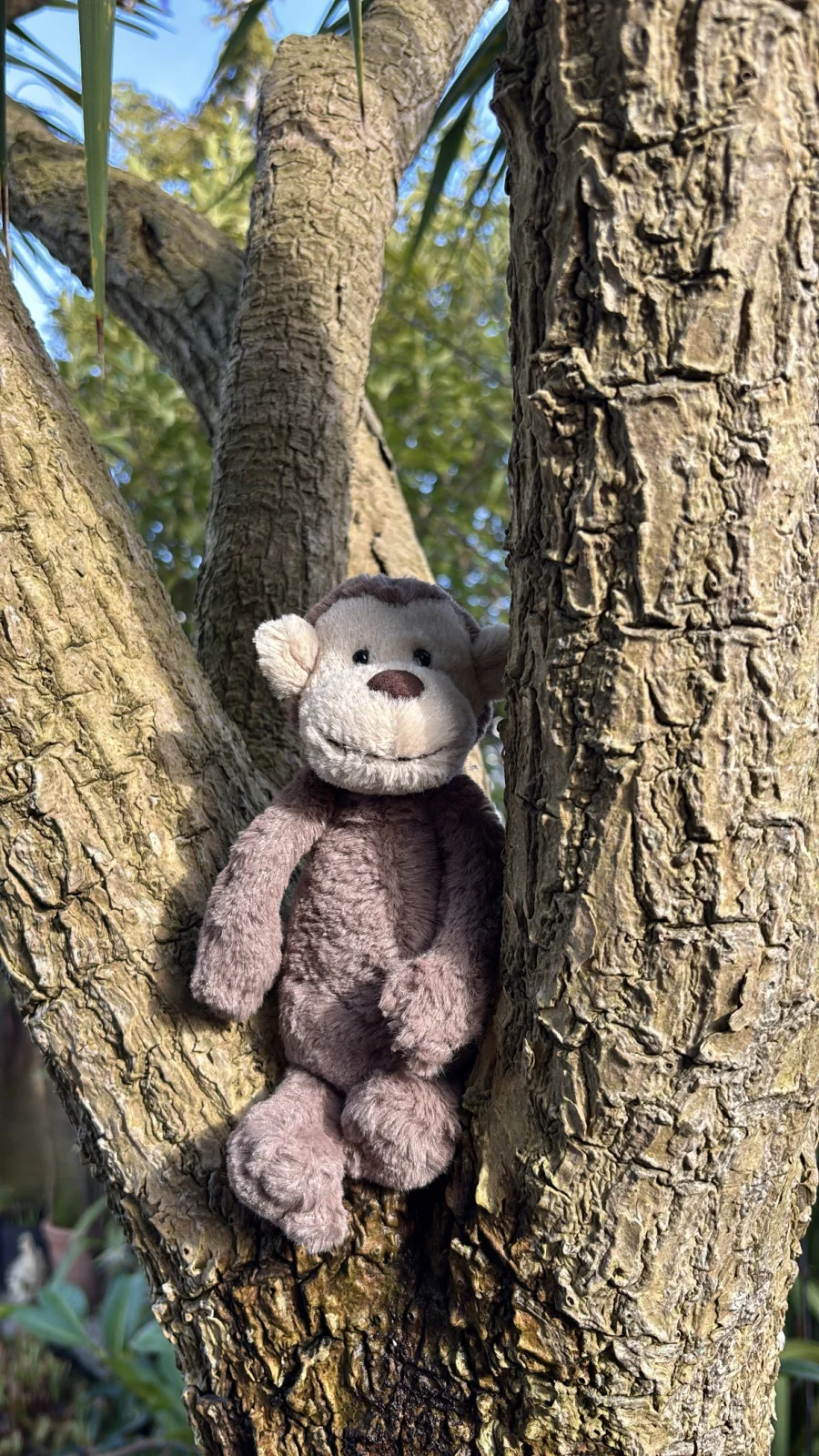 Front - Bashful Monkey - Little photo by Jelly_Journey