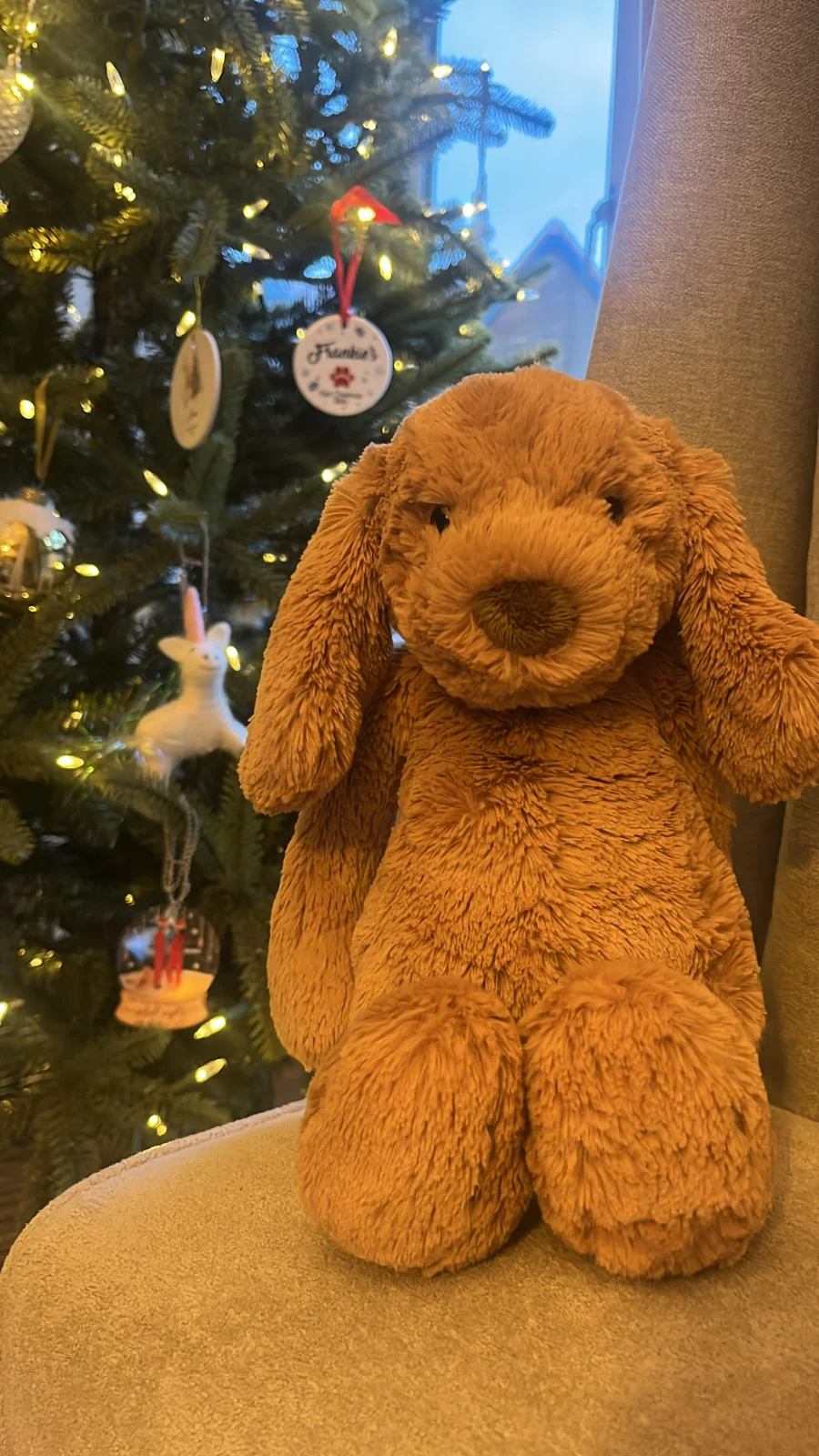 Front - Bashful Toffee Puppy - Small photo by hanksbiggestfan