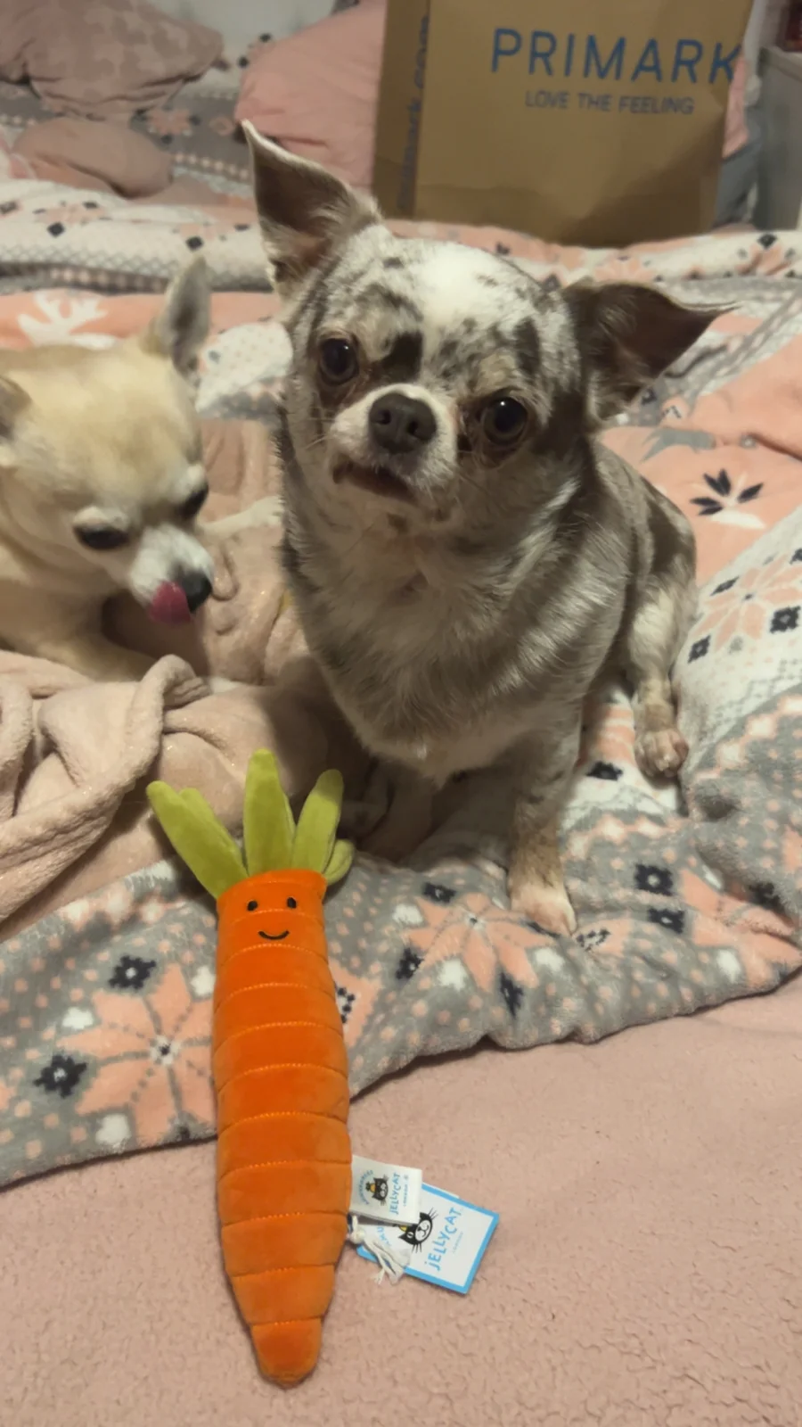 Front - Vivacious Vegetable Carrot photo by Milliebailey
